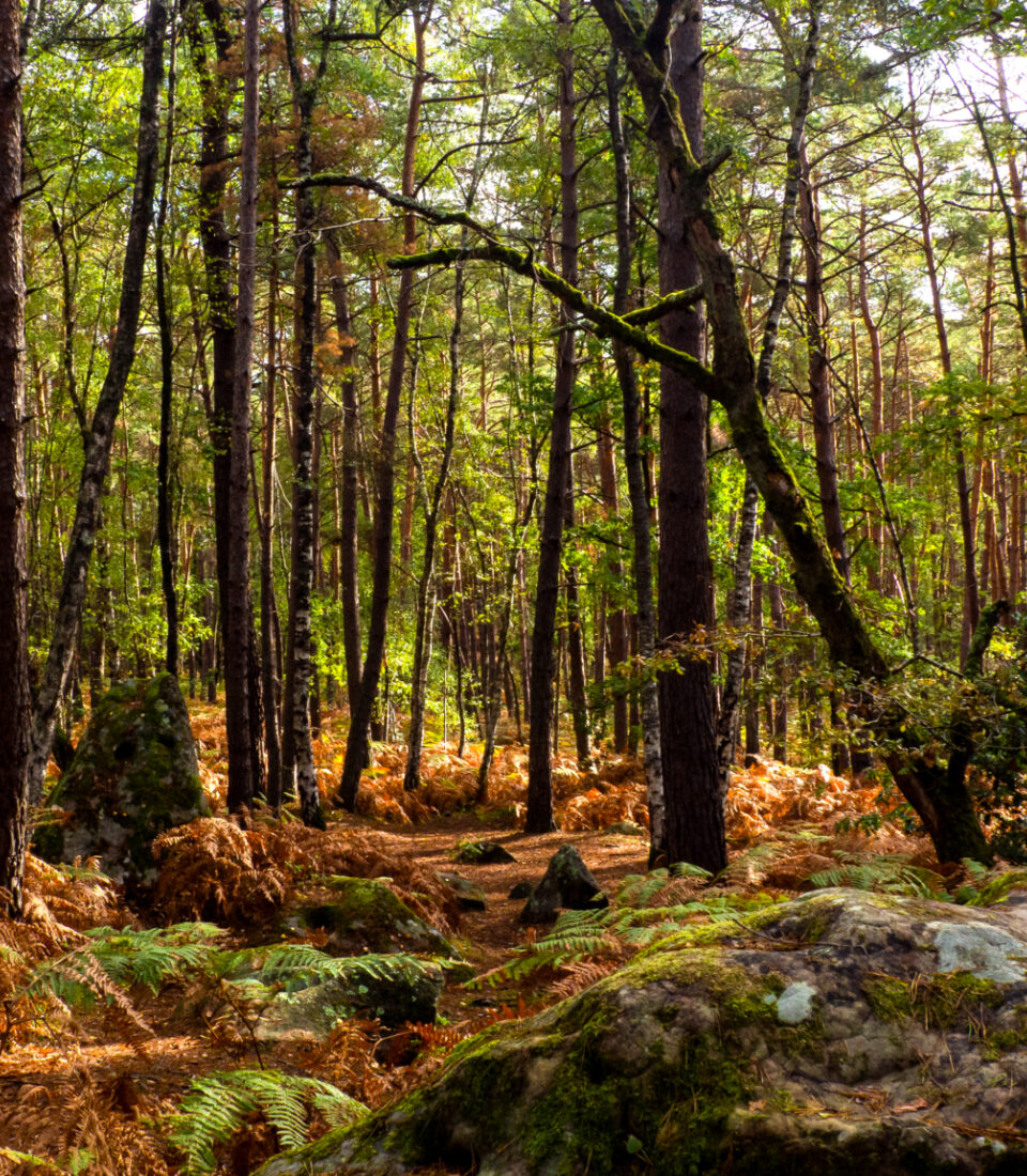 Nettoyage de bosquet